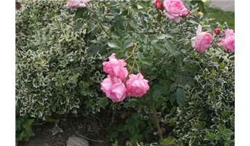 Rosa (Kletterrose) 'Harlekin'®