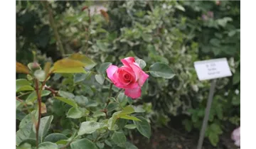 Rosa (Kletterrose) 'Harlekin'®