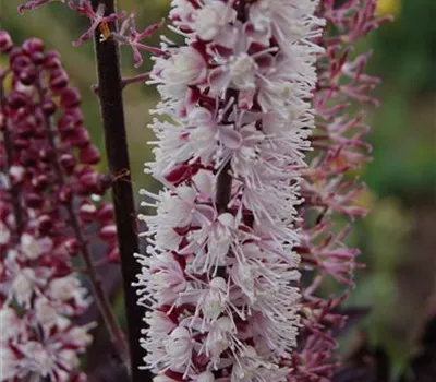 Actaea ramosa 'Brunette' Actaea ramosa 'Brunette'