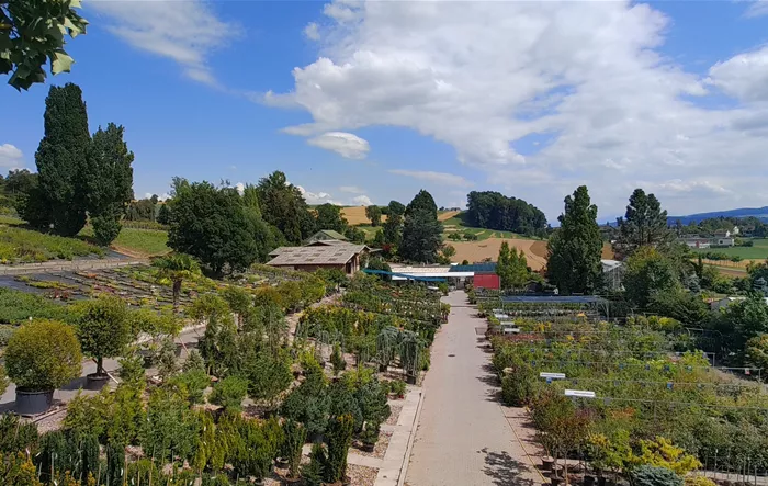 Verkaufsfläche Gartencenter Aargau Rosen Huber Dottikon