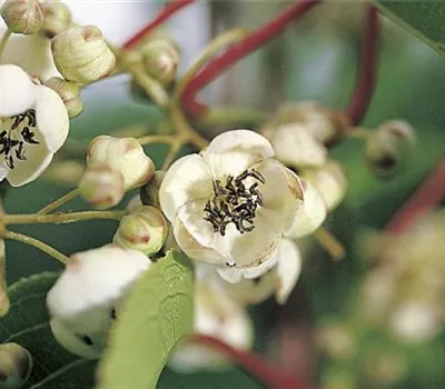 Actinidia arguta 'Nostino'