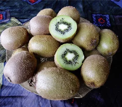 Actinidia arguta 'Solissimo'