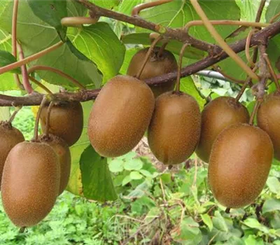 Actinidia deliciosa 'Hayward'