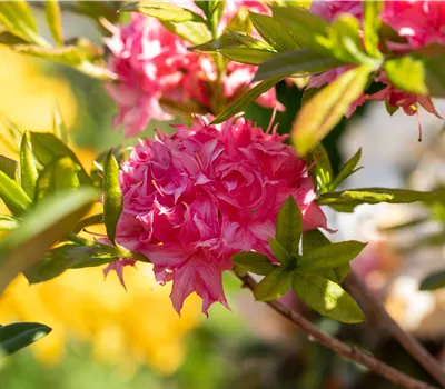 Rhododendron (Knaph. Azalee) 'Homebush'