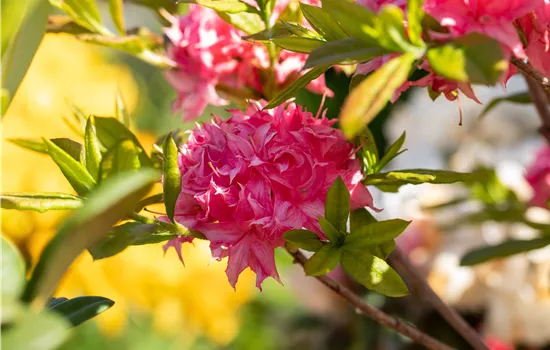 Rhododendron (Knaph. Azalee) 'Homebush'