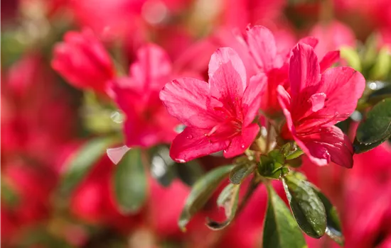 Rhododendron (Jap. Azalee) 'Johanna'