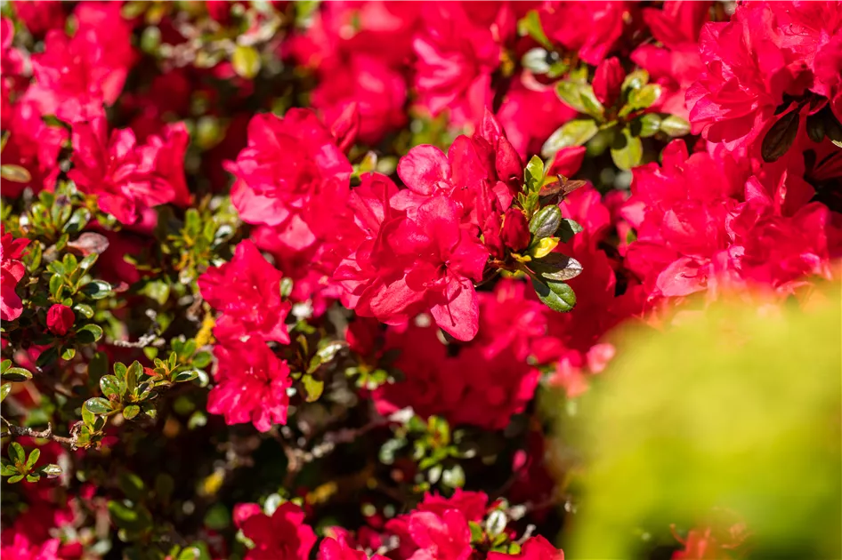 Rhododendron jap. Hortinno Evergreen 'Red'