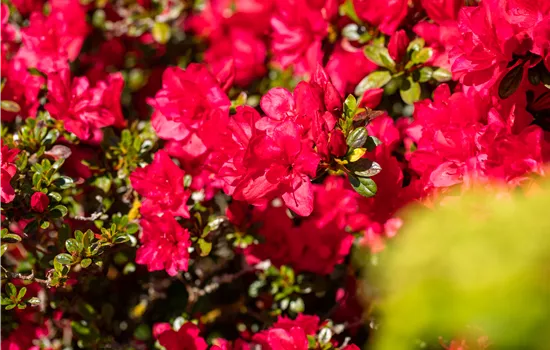 Rhododendron jap. Hortinno® Evergreen 'Red'