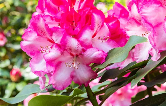 Rhododendron jap. Hortinno® Evergreen 'Pink'