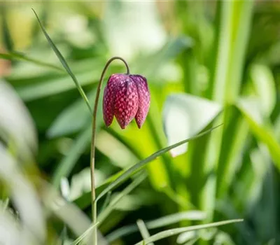 Fritillaria meleagris