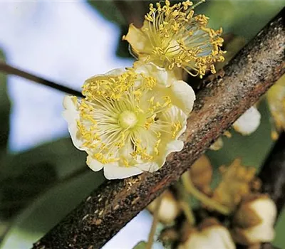 Actinidia deliciosa 'Matua'