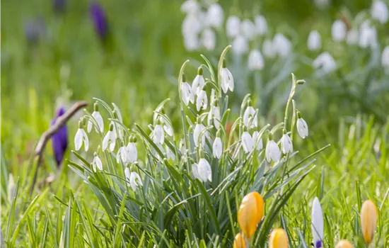 Crocus Mix