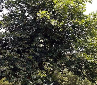 Aesculus carnea (x) 'Briotii'