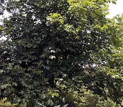 Aesculus carnea (x) 'Briotii'