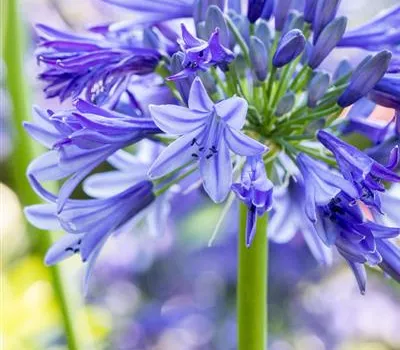 Agapanthus umbellatus