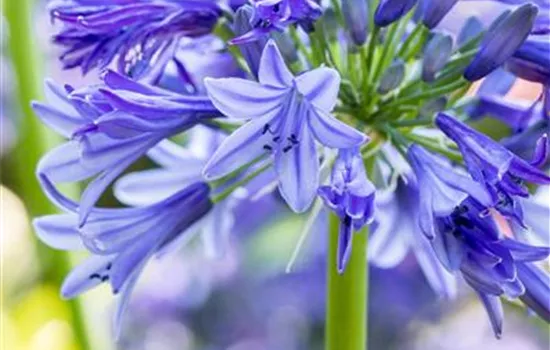 Agapanthus umbellatus