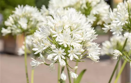 Agapanthus umbellatus 'Albus'