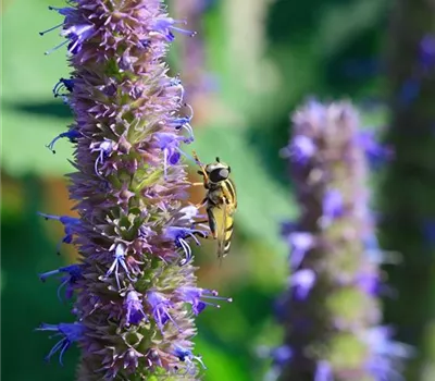Agastache 'Blue Fortune'