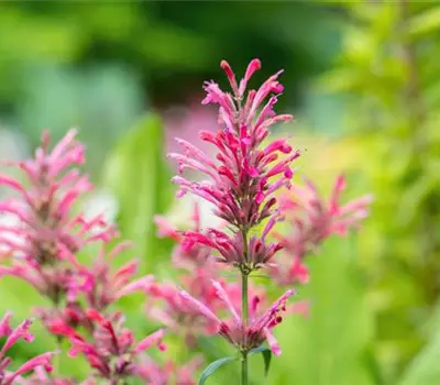 Agastache mexicana 'Red Fortune'