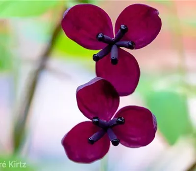 Akebia quinata Akebia quinata