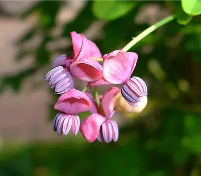 Akebia quinata