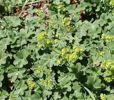 Alchemilla erythropoda