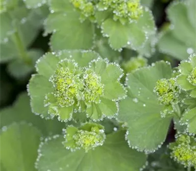 Alchemilla mollis