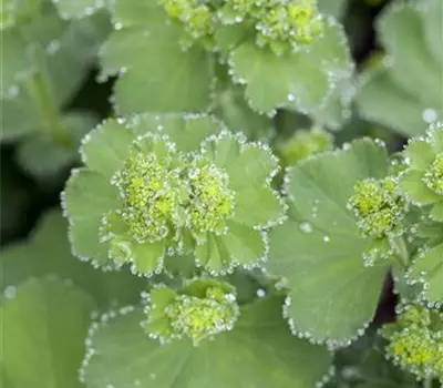 Alchemilla mollis
