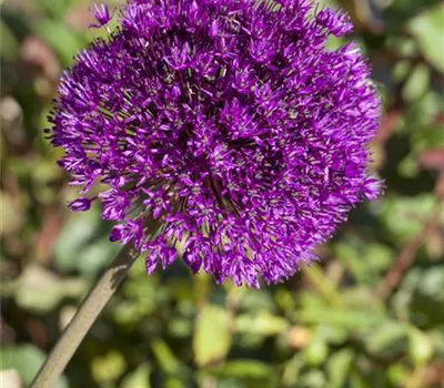 Allium aflatunense 'Globemaster'
