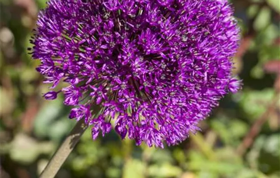 Allium aflatunense 'Globemaster'