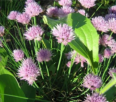Allium schoenoprasum