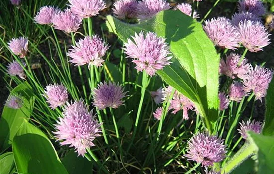 Allium schoenoprasum