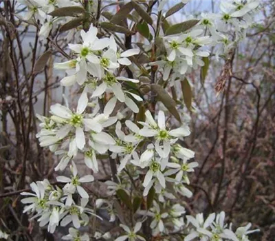 Amelanchier laevis 'Ballerina'