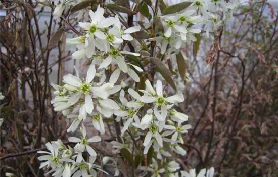 Amelanchier laevis 'Ballerina'