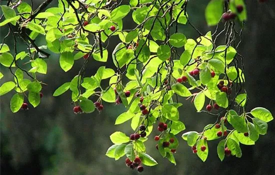 Amelanchier lamarckii