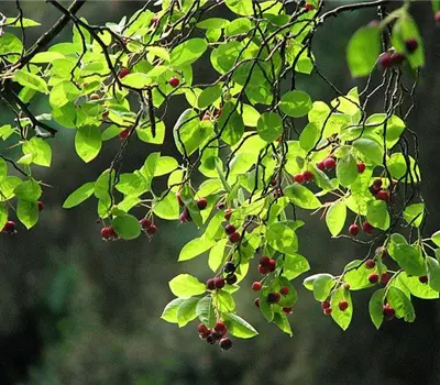 Amelanchier lamarckii