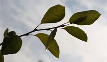 Kupferfelsenbirne