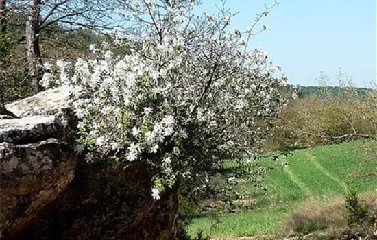Amelanchier ovalis