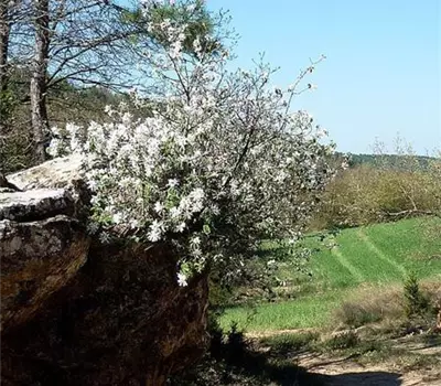 Amelanchier ovalis