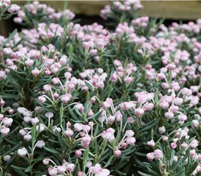 Andromeda polifolia 'Blue Ice'