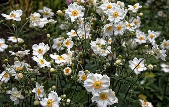 Anemone hybrida (x) 'Honorine Jobert'