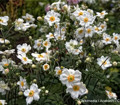 Anemone hybrida (x) 'Honorine Jobert'
