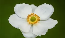 Herbstanemone