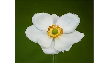 Herbstanemone
