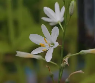 Anthericum liliago
