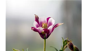 Garten-Akelei