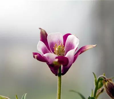 Aquilegia 'Biedermeier'