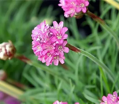 Armeria maritima 'Düsseldorfer Stolz'