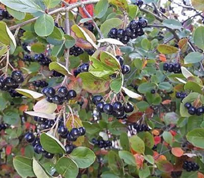 Aronia prunifolia (x) 'Hugin'