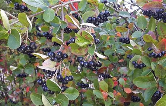 Aronia prunifolia (x) 'Hugin'